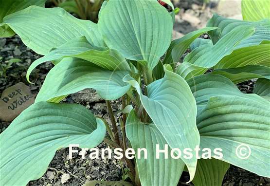 Hosta Gretchen's Grace